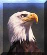 aigle